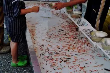Kids seemed to enjoy this stall the most. Here, people scoop up their favorite fish to take home. (Photo: Virginia González)