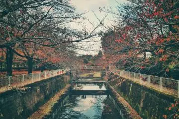 Mitaka