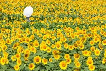 Akeno Sunflower Festival 2026