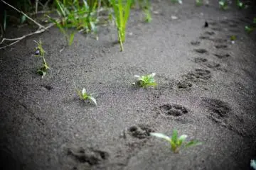 Shimanto River: with animals (Photo: <a href="https://en.japantravel.com/kochi/camping-on-the-shimanto-river/1543" target="_blank" rel="noreferrer noopener nofollow">Nate Hill</a>)