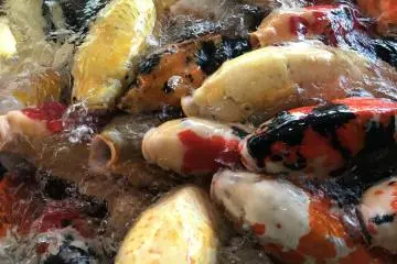 Nishikigoi no Sato