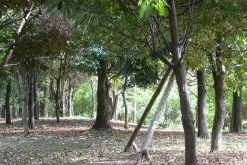 Kiba Park and a grove of trees (Photo: <a href="https://www.flickr.com/photos/yisris/288973602/in/photolist-rx4Mu-f49xx4-f4oLSh-8Ys6td-nkMqA6-f49x8t-mHfzFX-miuEm4-mitGDp-mitBEB-mHfqg6-mHfpKX-mHfyM2-8Yp4JV-oeAMLb-7NRTtY-7NRpP7-9xh4uk-9xh4pX-nXhXuX-9xk4aq-nkMksF-mHh9cs-ocJFdj-mHfpVV-ogvPmx-ocJP6d-oeFZyC-nXgguD-oguyUP-9xh4z2-nXfACG-oeLMzF-oes1KT-oeAhFC-nXhbF6-mHfoD6-syAHT3-nXgDew-4USKG-oettYD-ocGYG1-nXgL8v-nXgSzg-nkv1dY-nXi4dD-nnxSZT-ocHwab-ogwMvX-nkv3fn" target="_blank" rel="noreferrer noopener nofollow">yisris</a> / <a href="https://creativecommons.org/licenses/by/2.0/" target="_blank" rel="noreferrer noopener nofollow">CC BY 2.0</a>)
