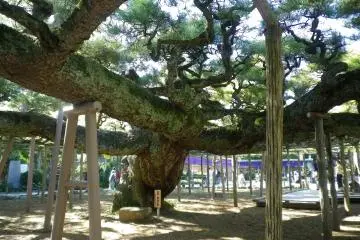 A treasure of nature in Edogawa City (Photo: <a href="https://commons.wikimedia.org/wiki/File:YogoNoMatsu20121104.jpg" target="_blank" rel="noreferrer noopener nofollow">三人日</a> / <a href="https://creativecommons.org/licenses/by-sa/3.0/deed.en" target="_blank" rel="noreferrer noopener nofollow">CC BY-SA 3.0</a>)
