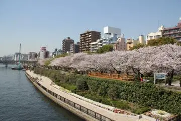 Cherry blossoms in full bloom along the river at Sumida Park (Photo: <a href="https://commons.wikimedia.org/wiki/File:Sumida_Park_2011.JPG" target="_blank" rel="noreferrer noopener nofollow">Arashiyama</a> / <a href="https://creativecommons.org/licenses/by-sa/3.0/deed.en" target="_blank" rel="noreferrer noopener nofollow">CC BY-SA 3.0</a>)
