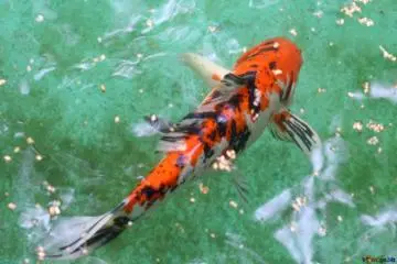 Photo: <a href="https://torange.biz/pt/decorative-koi-carp-fish-45812" target="_blank" rel="noreferrer noopener nofollow">Torange</a> / <a href="https://creativecommons.org/licenses/by/4.0/" target="_blank" rel="noreferrer noopener nofollow">CC BY 4.0</a>