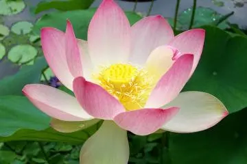Photo: <a href="https://upload.wikimedia.org/wikipedia/commons/e/ed/Sacred_lotus_Nelumbo_nucifera.jpg" target="_blank" rel="noreferrer noopener nofollow">T.Voekler</a> / <a href="https://creativecommons.org/licenses/by-sa/3.0/deed.en" target="_blank" rel="noreferrer noopener nofollow">CC BY-SA 3.0</a>