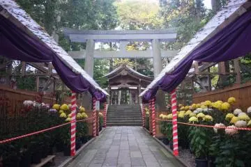 Yahiko Chrysanthemum Festival 2026