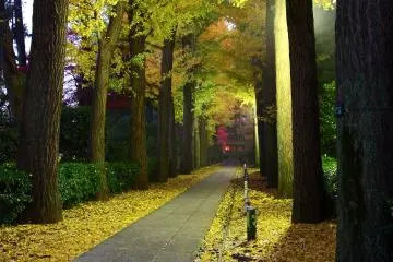 Evening lights at Otaguro Park (Photo: <a href="https://commons.wikimedia.org/wiki/File:Otaguro_garden_in_autumn_2014_%E2%85%A1.JPG" target="_blank" rel="noreferrer noopener nofollow">Kakidai / CC by-SA 4.0</a>)