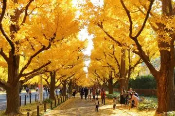 Meiji Jingu Gaien during autumn, right by Niko Niko Park (Photo: <a href="https://commons.wikimedia.org/wiki/File:Jingu_Gaien_Ginkgo_Street_in_Autumn_5.jpg" target="_blank" rel="noreferrer noopener nofollow">Kakidai / CC BY-SA 4.0</a>)