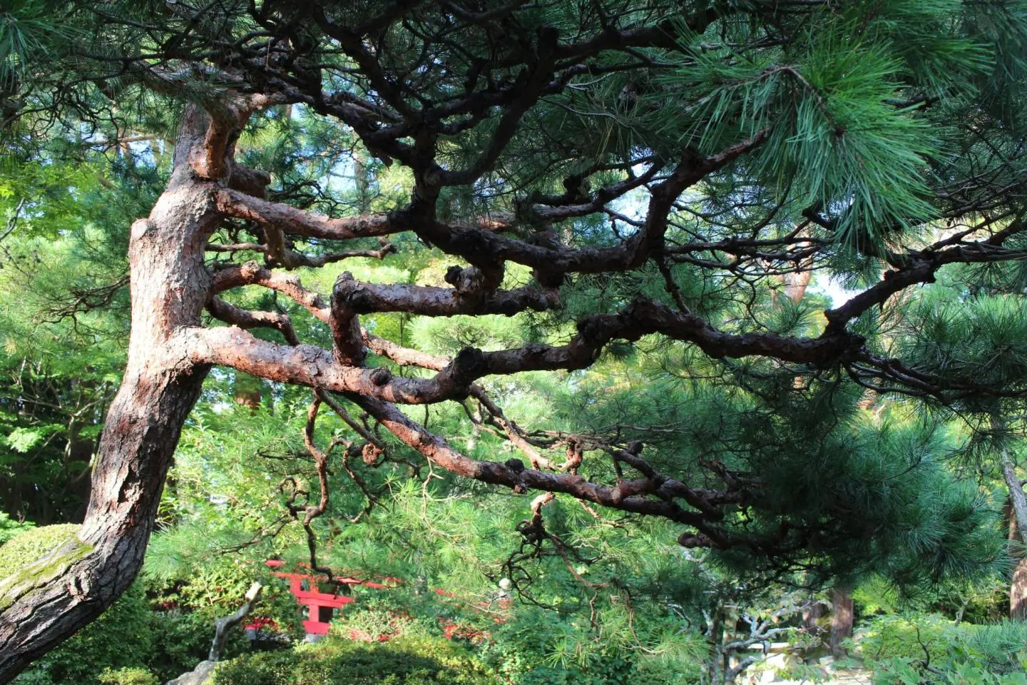 The Iconic Trees of Japan - Culture - Japan Travel