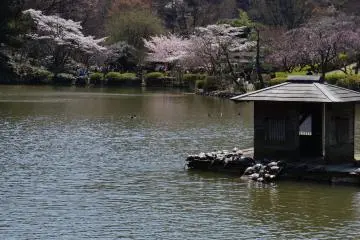 Yakushi-ike Pond, Machida City (Photo: <a href="https://commons.wikimedia.org/wiki/File:%E8%96%AC%E5%B8%AB%E6%B1%A0%E5%85%AC%E5%9C%92_(6909938674).jpg" target="_blank" rel="noreferrer noopener nofollow">Hideto KOBAYASHI from Machida, Tokyo</a> / <a href="https://creativecommons.org/licenses/by-sa/2.0/" target="_blank" rel="noreferrer noopener nofollow">CC BY-SA 2.0</a>)