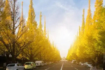 Jingu Gaien Ginkgo Festival 2026