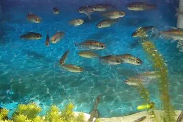 Marient Aquarium, Hachinohe