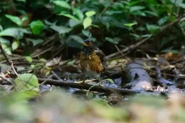 The Izu thrush, or akakokko, Miyakejima Island (Photo: <a href="https://www.flickr.com/photos/86647866@N06/28996804605/in/photolist-LbmcLZ-GpG7e" target="_blank" rel="noreferrer noopener nofollow">skasamatsu</a> / <a href="https://creativecommons.org/licenses/by-sa/2.0/" target="_blank" rel="noreferrer noopener nofollow">CC BY-SA 2.0</a>)