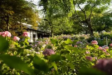 Hondoji hydrangea grove in the rainy season (Photo: <a href="https://www.flickr.com/photos/pefectfutures/5872468458/in/photolist-7jVgxT-apTFLZ-a1kgoE-7jZaRw-7jZaUG-6xgWqL-7jVgDe-8eAgVv-4dparr-7jZaTS-9WVWhb-6xgWtJ-7jZaWW-7jVgDV-a1kgfU-a1kgkE-6xcMmi-a1kg6u-upzYZ1-8YddKF-5EmLUT-5EH1yh-uGbdqc-5EPqY5-5EMuzV-8XX4qv-8YddBa-8XLrR2-upA41Y-uGbbDX-4XSnSc-4X1qSe-8Y7NuR-8YaRf3-4XdcYu-4X1uAJ-8YJG4d-4X5J1u-4WWcKP-4X1uMJ-4WRc6N-4WYKrm-4WN8kR-upJpNK-a1kgiC-8eAgRk-8eAh1e-9WT5Fa-6xcMpK-8eAh3H/" target="_blank" rel="noreferrer noopener nofollow">Gideon Davidson</a> / <a href="https://creativecommons.org/licenses/by-nc-nd/2.0/" target="_blank" rel="noreferrer noopener nofollow">CC BY-NC-ND 2.0</a>)