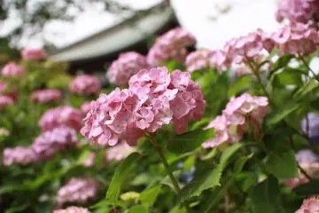 Hydrangeas in June at Hondoji (Photo: <a href="https://www.flickr.com/photos/hnakamura/7615418074/in/photolist-cAX1tC-cAX7JJ-CMdVpV-BX8vPi-CUwaRZ-CSdr3Q-CJYgU5-Cm1T5r-BX8tVD-Csp6TJ-CJYcrs-yt9qTB-yt1ens-cAXDkA-aDtSUz-c2Tub1-BvUFQT-dWsusQ-BUQaJU-cjBidG-aDxJQA-c1wcWE-bDUR27-BvUFtR-C37PEd-b9WFrR-ttLuhh-c1wexC-cAXnf1-cAY3qo-BX1hKN-BX8vS4-CUwaE6-CMdTQc-Cspach-BX8ui2-CJYghJ-CUw8UH-CMdSma-BX1eE9-BX8rRi-CMdPtB-CUw5Hc-cAXHnL-cAXpj7-cAXZHw-z8pXdJ-z8w78V-cAYsr1-BX1h8L" target="_blank" rel="noreferrer noopener nofollow">Hiroki Nakamura</a> / <a href="https://creativecommons.org/licenses/by-nc-nd/2.0/" target="_blank" rel="noreferrer noopener nofollow">CC BY-NC-ND 2.0</a>)