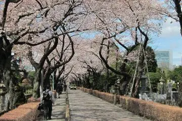 Aoyama Cemetery (Photo: <a href="https://commons.wikimedia.org/wiki/File:Aoyama-Cemetery-01.jpg" target="_blank" rel="noreferrer noopener nofollow">Rs1421</a> / <a href="https://creativecommons.org/licenses/by-sa/3.0/deed.en" target="_blank" rel="noreferrer noopener nofollow">CC BY-SA 3.0</a>)