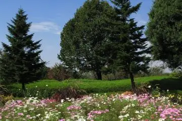 A cosmos field (Photo: <a href="https://flickr.com/photos/tanaka_juuyoh/2939897837/in/photostream/" target="_blank" rel="noreferrer noopener nofollow">TANAKA Juuyoh (田中十洋)</a> / <a href="https://creativecommons.org/licenses/by/2.0/" target="_blank" rel="noreferrer noopener nofollow">CC BY 2.0</a>)