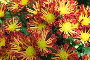 Much of the beauty can be admired up close (Photo: <a href="https://flickr.com/photos/tanaka_juuyoh/2941083786/" target="_blank" rel="noreferrer noopener nofollow">TANAKA Juuyoh (田中十洋)</a> / <a href="https://creativecommons.org/licenses/by/2.0/" target="_blank" rel="noreferrer noopener nofollow">CC BY 2.0</a>)