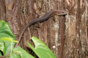 You can discover a range of slithery friends here! (Photo: <a href="https://commons.wikimedia.org/wiki/File:Takydromus_tachydromoides_at_Gunma_Insect_World.jpg" target="_blank" rel="noreferrer noopener nofollow">岡部碩道 / Public Domain</a>)