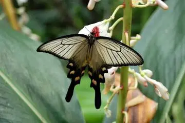 Beautifully detailed! (Photo: <a href="https://commons.wikimedia.org/wiki/File:Atrophaneura_alcinous_at_Gunma_Insect_World.jpg" target="_blank" rel="noreferrer noopener nofollow">岡部碩道 / Public Domain</a>)