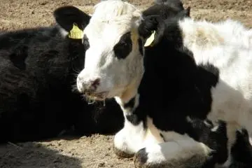 Moo! A resident of Aichi Bokujo (Photo: Aichi Prefecture)