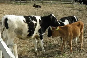 Don't have a cow, man, have fun! (Photo: Aichi Prefecture)