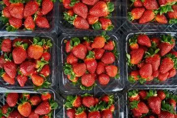 Yokohama Strawberry Festival 2027