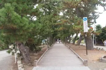 The pine trees continue from the Hagoromo Pine Tree and along "God's Path" until you reach Miho Shrine