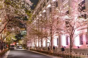 Sakura Light Up Mitsui Main Building (Photo: Mitsui Fudosan)