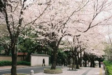 Gotenyama (Photo: <a href="https://shinagawa-kanko.or.jp/featured/sakuraohanamispot/" target="_blank" rel="noreferrer noopener nofollow">Shinagawa Tokyo</a>)