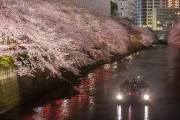 Meguro River cherry blossoms (Photo: <a href="https://shinagawa-kanko.or.jp/featured/sakuraohanamispot/" target="_blank" rel="noreferrer noopener nofollow">Shinagawa Tokyo</a>)