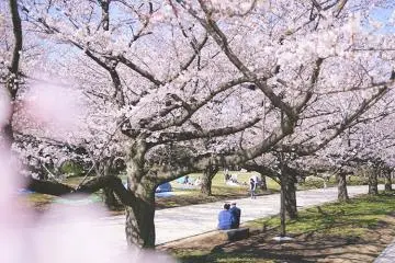 Oi Wharf Seaside Park Sports Forest Sakura Plaza (Photo: <a href="https://shinagawa-kanko.or.jp/featured/sakuraohanamispot/" target="_blank" rel="noreferrer noopener nofollow">Shinagawa Tokyo</a>)