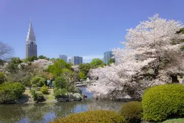Shinjuku Gyoen National Garden (Photo: <a href="https://commons.wikimedia.org/wiki/File:Shinjuku_Gyoen_National_Garden_-_sakura_8.jpeg" target="_blank" rel="noreferrer noopener nofollow">Kakidai</a> / <a href="https://creativecommons.org/licenses/by-sa/4.0/deed.en" target="_blank" rel="noreferrer noopener nofollow">CC BY-SA 4.0</a>)