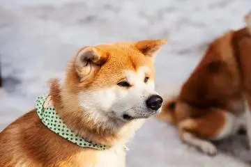 Akita Dog Visitor Center