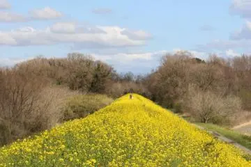 Rapeseed Along the Arakawa Kawajima