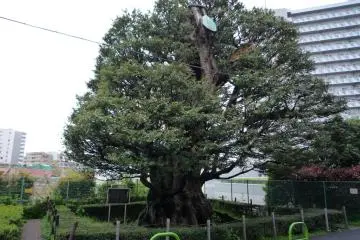The Chinquapin Tree of the former Hosokawa residence (Photo: <a href="https://commons.wikimedia.org/wiki/File:%E6%97%A7%E7%B4%B0%E5%B7%9D%E9%82%B8%E3%81%AE%E3%82%B7%E3%82%A4_20080413_-_panoramio.jpg" target="_blank" rel="noreferrer noopener nofollow">yano@mama.akari.ne.japan / CC BY-SA 3.0</a>)