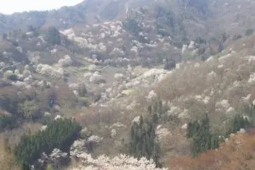 Photo: Ikeda Town Tourism Association