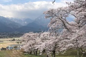 Uyama no Sakuranamiki (Photo: Ikeda Town Tourism Association)