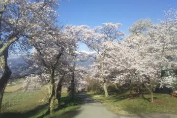Photo: Ikeda Town Tourism Association