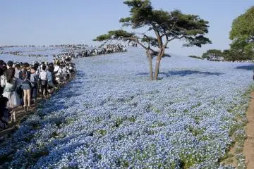 Hitachi Seaside Park, Ibaraki (Photo: <a href="https://commons.wikimedia.org/wiki/File:Miharashino_Oka_(Hitachi_Seaside_Park)_01.jpg" target="_blank" rel="noreferrer noopener nofollow">Σ64</a> / <a href="https://creativecommons.org/licenses/by/3.0/" target="_blank" rel="noreferrer noopener nofollow">CC BY 3.0</a>)