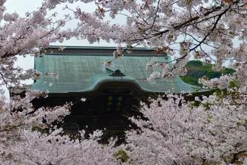 Kamakura Kencho-ji Temple in Spring