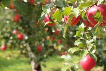 Pick your own fruit while at this craft village (Photo: <a href="https://www.flickr.com/photos/ucb/10669518846/" target="_blank" rel="noreferrer noopener nofollow">ucb</a> / <a href="https://creativecommons.org/licenses/by-sa/2.0/" target="_blank" rel="noreferrer noopener nofollow">CC BY-SA 2.0</a>)