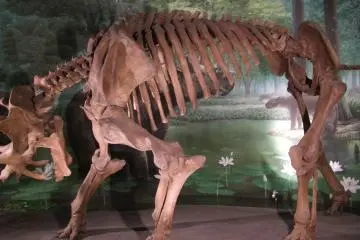 Fukui Dinosaur Museum