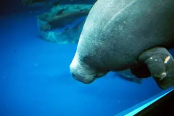 A dugong at Toba Aquarium (Photo: <a href="https://commons.wikimedia.org/wiki/File:Trichechus_senegalensis.jpg" target="_blank" rel="noreferrer noopener nofollow">Daiju Azuma</a> / <a href="https://creativecommons.org/licenses/by-sa/2.5/" target="_blank" rel="noreferrer noopener nofollow">CC BY-SA 2.5</a>)