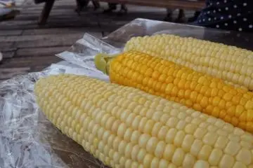 Sweetcorn in Hokkaido