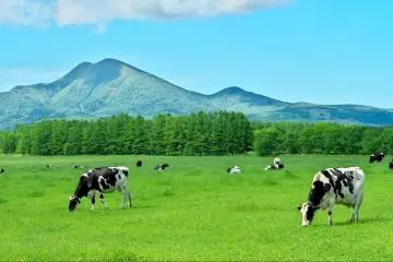 Grazing dairy cows in Hokkaido