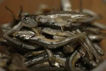 Iriko dried sardines (Photo: <a href="https://www.flickr.com/photos/28764853@N00/1701851536/in/photolist-pyiGr5-s2wMq-gkqSbq-gSEPAE-gSEYyk-k3NRKD-ijnQv-ijnSW-ijnVE-5WuCjv-qdRrox-qdKhhQ-qdT77v-qt1Y4L-mwhPzb-g3Mz9M-bRbS9P-jMgR7h-jMezf2-jMgRdQ-gkqqUb-g3M34S-s2wMk-k3NaYg-mwfXoc-k3NPd4-2eoee9p-qj4CRK-3AoraS-25aCBH4-k3QCnd-2eoee4V-C73dd" target="_blank" rel="noreferrer noopener nofollow">ketou-daisuki</a> / <a href="https://creativecommons.org/licenses/by-sa/2.0/" target="_blank" rel="noreferrer noopener nofollow">CC BY-SA 2.0</a>)