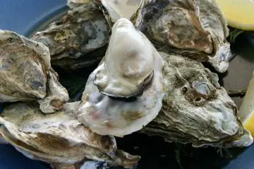 Fresh oysters (Photo: <a href="https://ja.wikipedia.org/wiki/%E3%83%95%E3%82%A1%E3%82%A4%E3%83%AB:Oyster_Ushimado03s.jpg" target="_blank" rel="noreferrer noopener nofollow">663highland</a> / <a href="https://creativecommons.org/licenses/by-sa/3.0/deed.en" target="_blank" rel="noreferrer noopener nofollow">CC BY-SA 3.0</a>)
