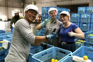Orange harvest in Kochi: job arranged by World Unite (Photo: World Unite)